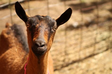 Oberhasli Goat: Proving to be an Exceptional Milker.